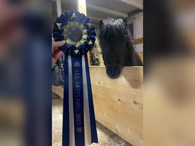 Mini Shetland Pony Hengst 3 Jahre 85 cm Dunkelbrauner in Vallset