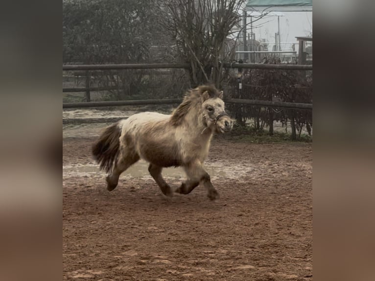 Mini Shetland Pony Hengst 3 Jahre 85 cm Falbe in Fronreute