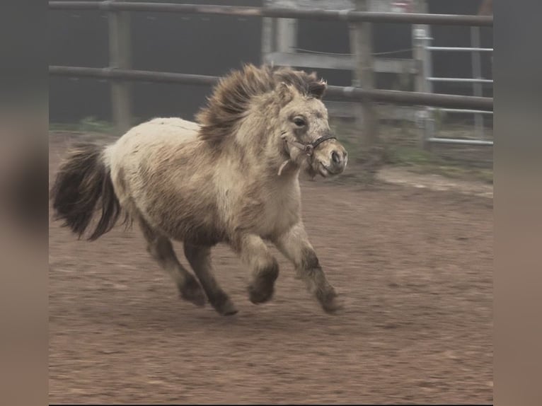 Mini Shetland Pony Hengst 3 Jahre 85 cm Falbe in Fronreute