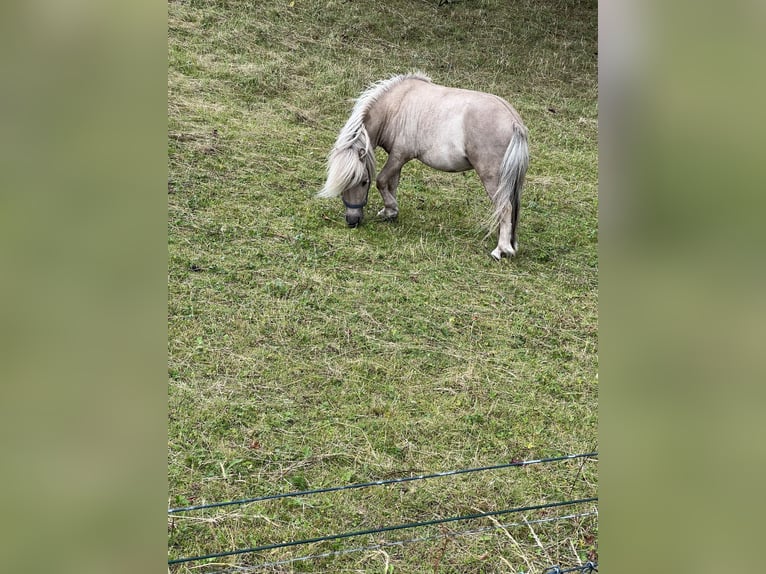 Mini Shetland Pony Hengst 3 Jahre 85 cm in Uedem