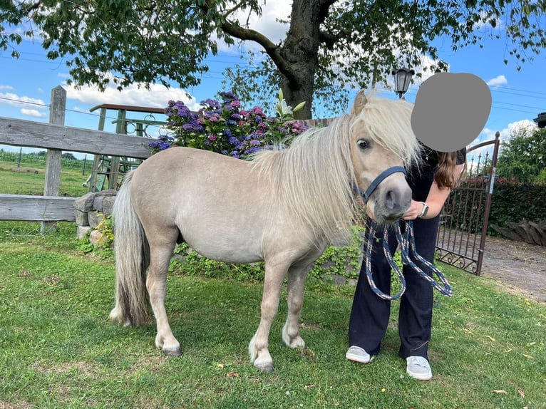 Mini Shetland Pony Hengst 3 Jahre 85 cm in Uedem