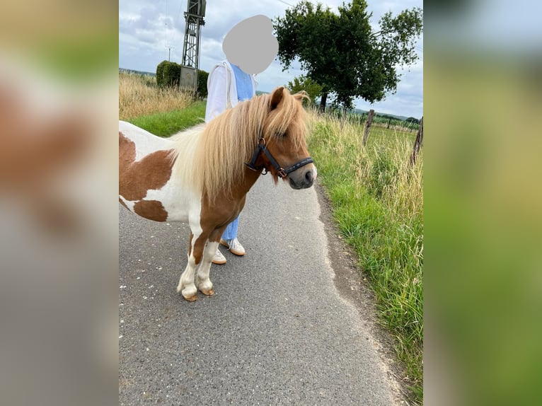 Mini Shetland Pony Hengst 3 Jahre 85 cm in Uedem