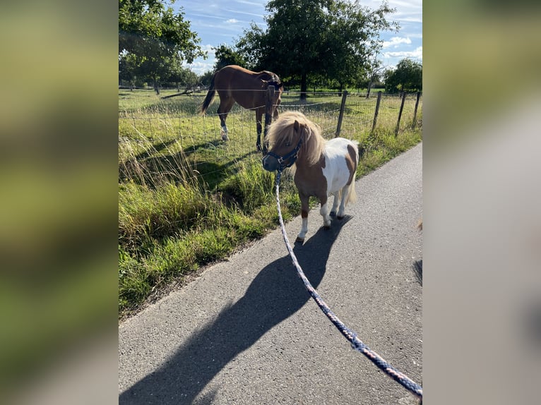 Mini Shetland Pony Hengst 3 Jahre 85 cm in Uedem