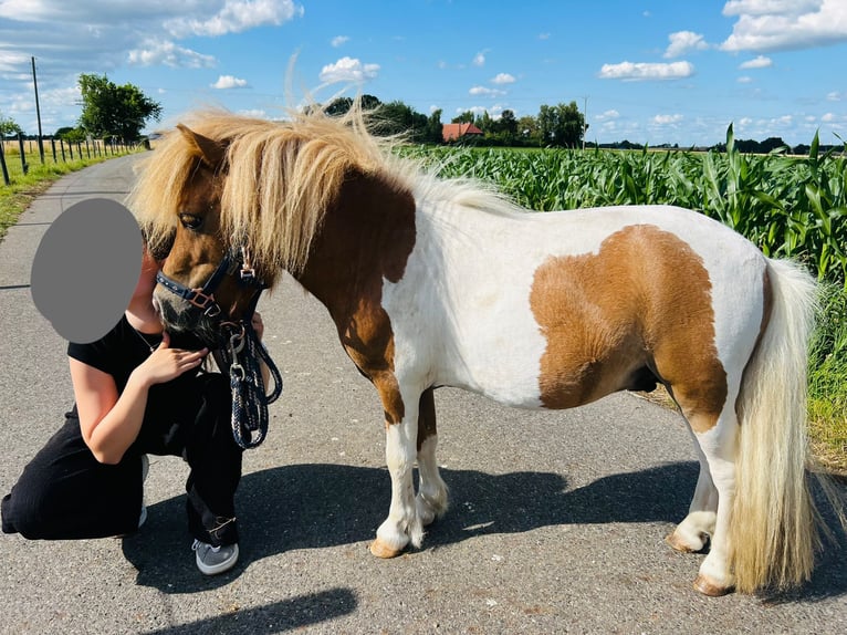 Mini Shetland Pony Hengst 3 Jahre 85 cm in Uedem