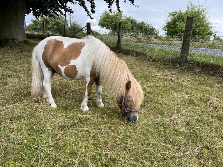 Mini Shetland Pony Hengst 3 Jahre 85 cm in Uedem