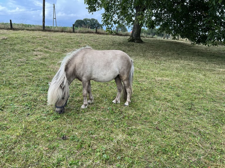 Mini Shetland Pony Hengst 3 Jahre 85 cm in Uedem