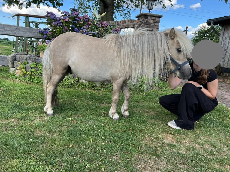Mini Shetland Pony Hengst 3 Jahre 85 cm in Uedem