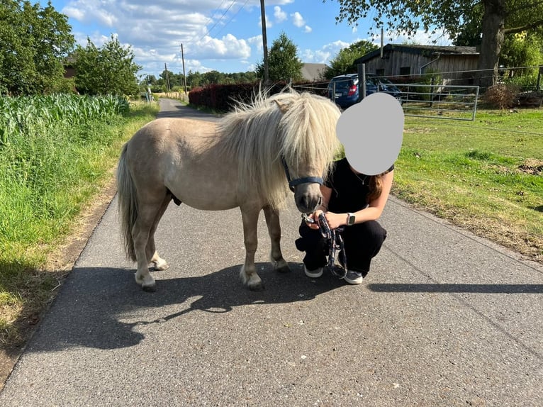 Mini Shetland Pony Hengst 3 Jahre 85 cm in Uedem