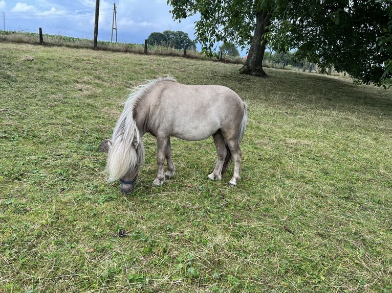 Mini Shetland Pony Hengst 3 Jahre 85 cm in Uedem