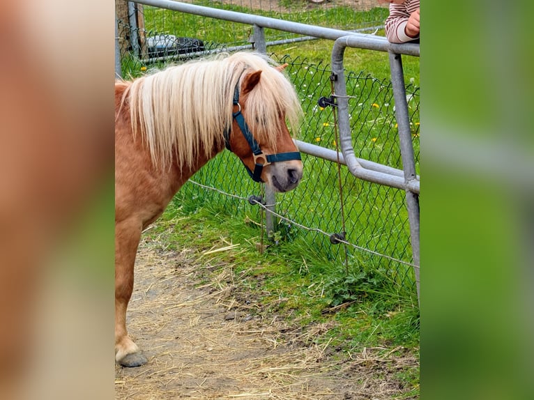 Mini Shetland Pony Hengst 3 Jahre 90 cm Hellbrauner in Hilter am Teutoburger Wald