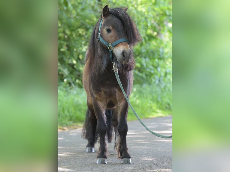 Mini Shetland Pony Hengst 3 Jahre Brauner in Warendorf