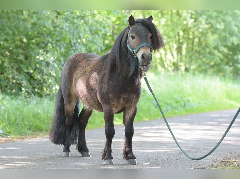Mini Shetland Pony Hengst 3 Jahre Brauner in Warendorf