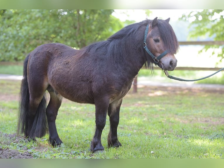 Mini Shetland Pony Hengst 3 Jahre Brauner in Warendorf