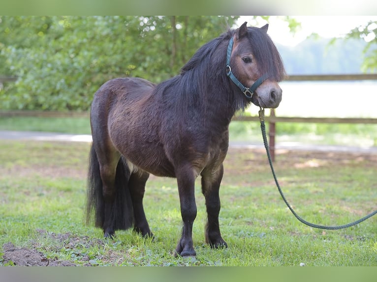 Mini Shetland Pony Hengst 3 Jahre Brauner in Warendorf