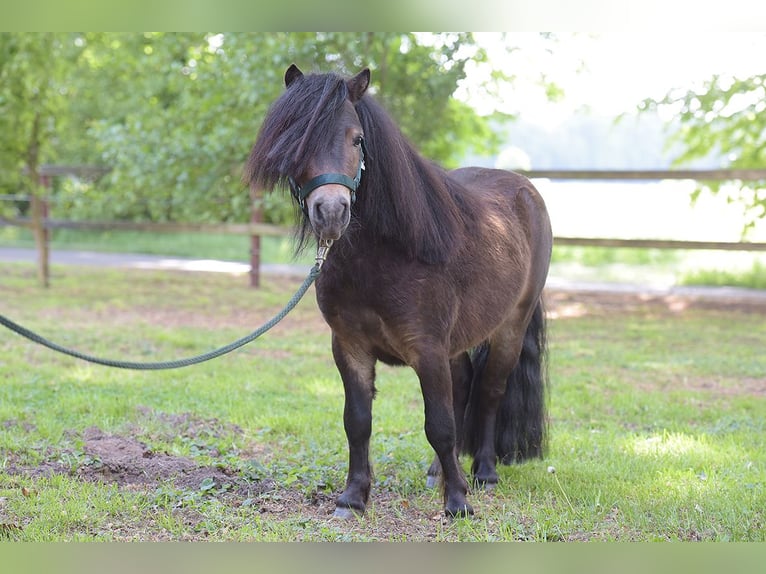 Mini Shetland Pony Hengst 3 Jahre Brauner in Warendorf