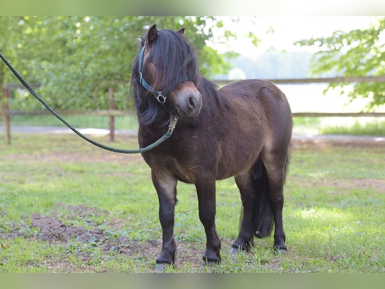 Mini Shetland Pony Hengst 3 Jahre Brauner in Warendorf