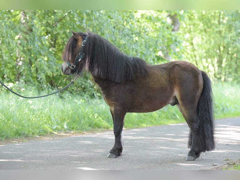 Mini Shetland Pony Hengst 3 Jahre Brauner in Warendorf