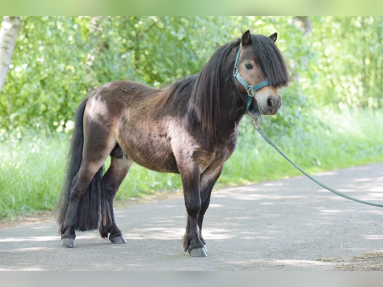 Mini Shetland Pony Hengst 3 Jahre Brauner in Warendorf