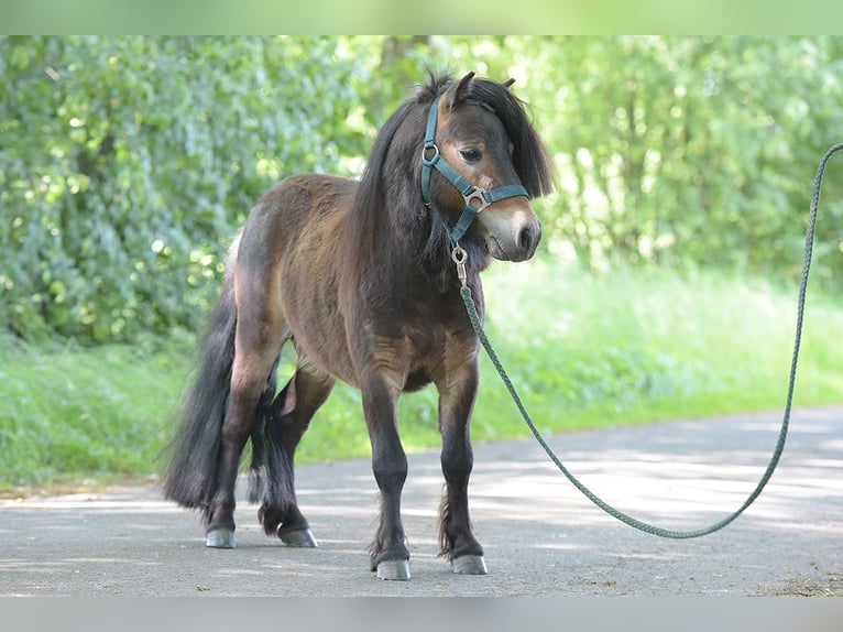 Mini Shetland Pony Hengst 3 Jahre Brauner in Warendorf