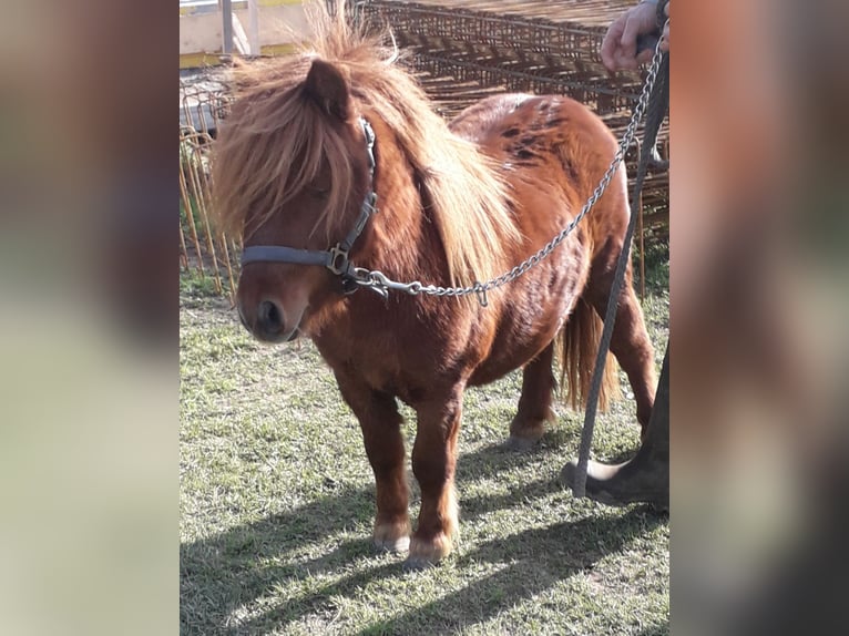 Mini Shetland Pony Hengst 3 Jahre Fuchs in Kleblach-Lind