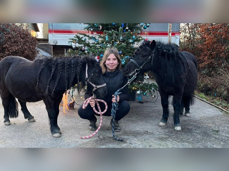 Mini Shetland Pony Hengst 4 Jaar 76 cm Zwart in Bornheim