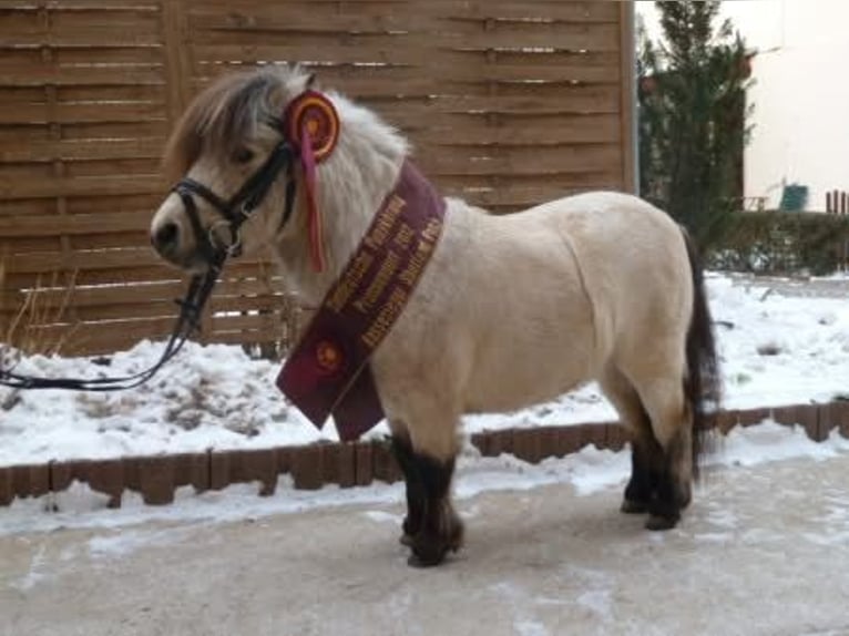 Mini Shetland Pony Hengst 4 Jaar 79 cm Bruin in Königsberg in Bayern