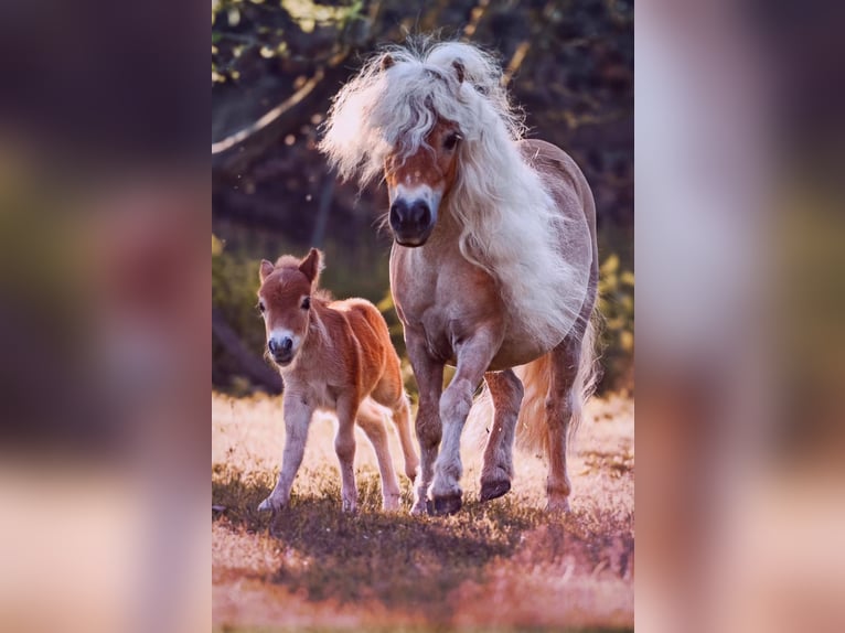 Mini Shetland Pony Hengst 4 Jaar 79 cm Bruin in Königsberg in Bayern