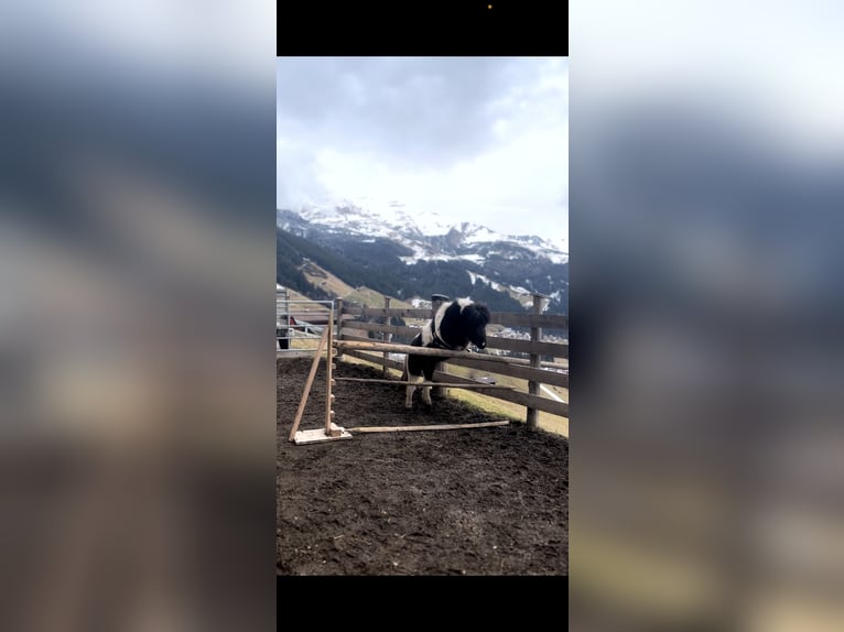 Mini Shetland Pony Hengst 4 Jaar 80 cm Gevlekt-paard in Tux