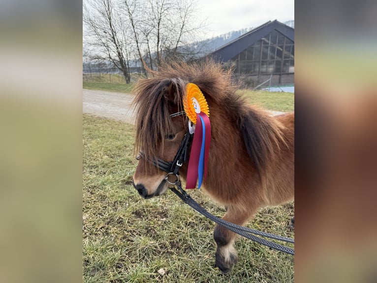 Mini Shetland Pony Hengst 4 Jaar 83 cm Bruin in Fronreute