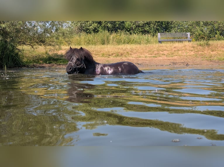 Mini Shetland Pony Hengst 4 Jaar 84 cm Zwart in Kaarßen