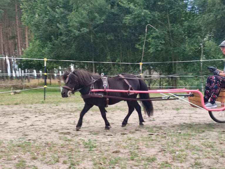Mini Shetland Pony Hengst 4 Jaar 84 cm Zwart in Kaarßen