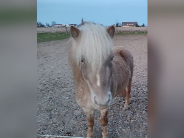 Mini Shetland Pony Hengst 4 Jaar 92 cm in Espelkamp