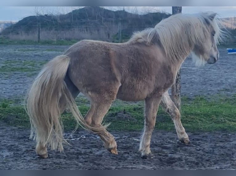 Mini Shetland Pony Hengst 4 Jaar 92 cm in Espelkamp