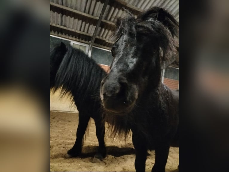 Mini Shetland Pony Hengst 4 Jahre 76 cm Rappe in Bornheim