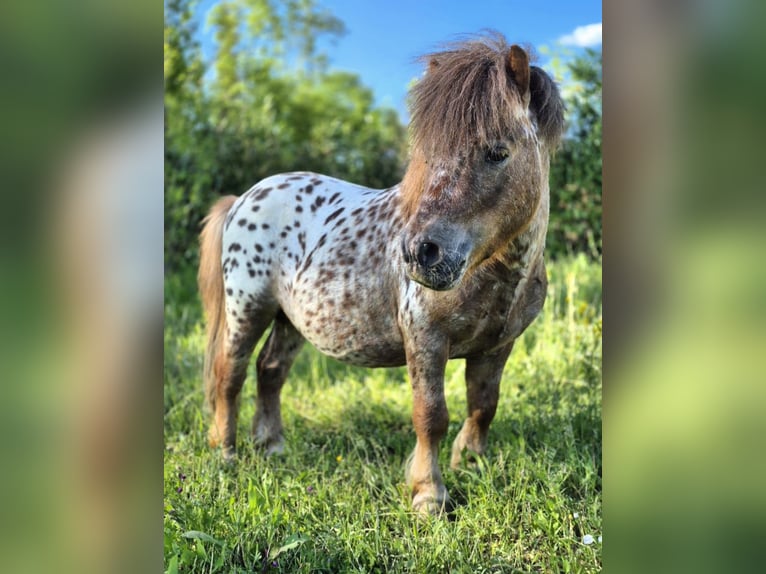 Mini Shetland Pony Mix Hengst 4 Jahre 78 cm Tigerschecke in Novo mesto