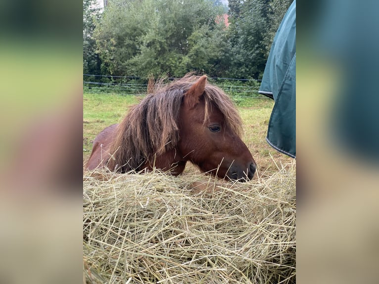 Mini Shetland Pony Hengst 4 Jahre 80 cm Dunkelfuchs in Murrhardt