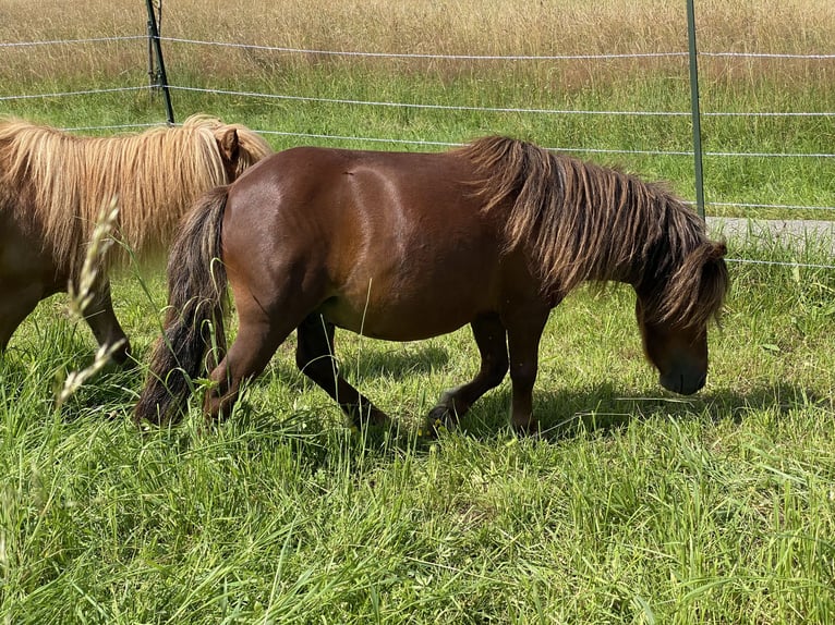 Mini Shetland Pony Hengst 4 Jahre 80 cm Dunkelfuchs in Murrhardt