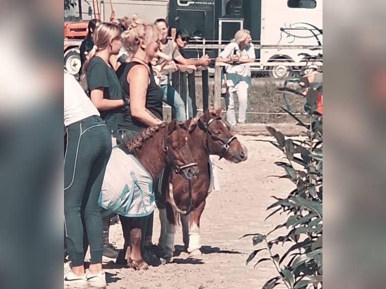 Mini Shetland Pony Hengst 4 Jahre 80 cm Dunkelfuchs in Murrhardt