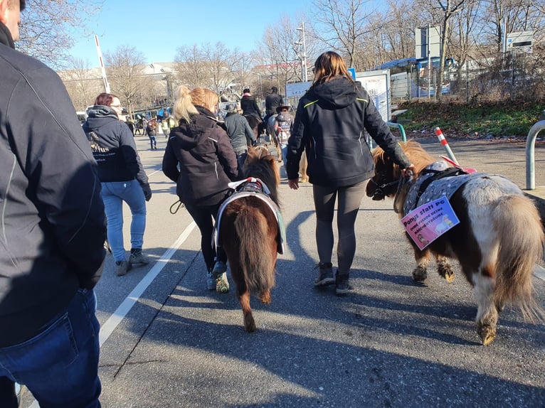 Mini Shetland Pony Hengst 4 Jahre 80 cm Dunkelfuchs in Murrhardt