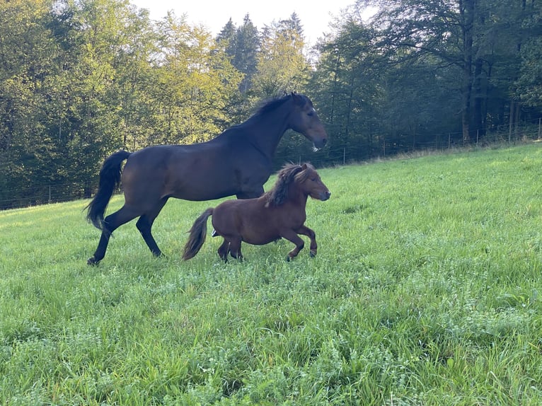 Mini Shetland Pony Hengst 4 Jahre 80 cm Dunkelfuchs in Murrhardt
