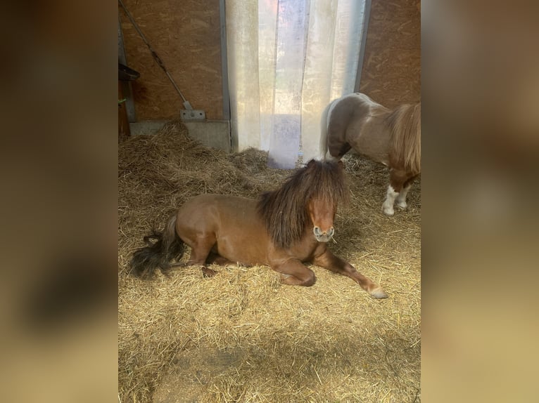 Mini Shetland Pony Hengst 4 Jahre 80 cm Dunkelfuchs in Murrhardt