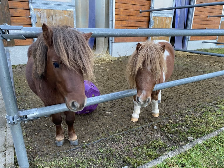 Mini Shetland Pony Hengst 4 Jahre 80 cm Dunkelfuchs in Murrhardt