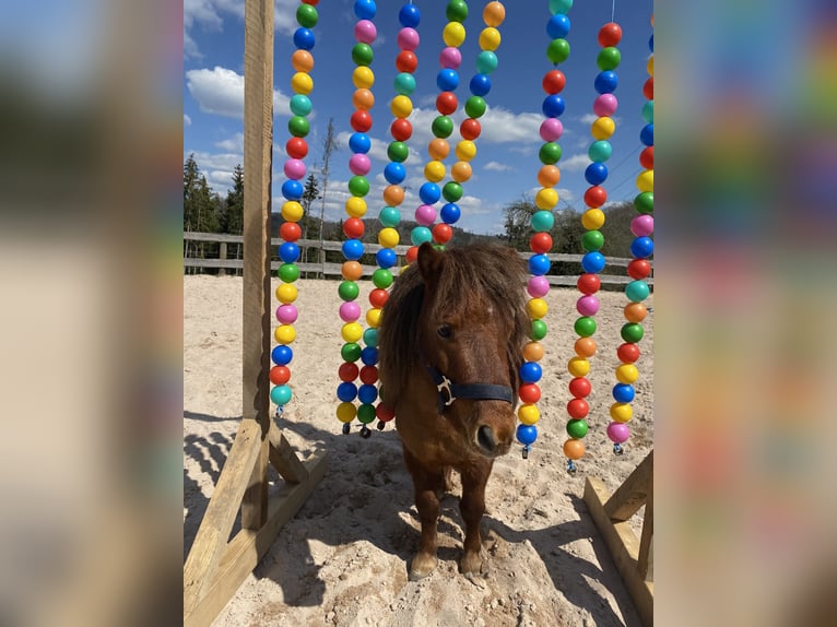 Mini Shetland Pony Hengst 4 Jahre 80 cm Dunkelfuchs in Murrhardt