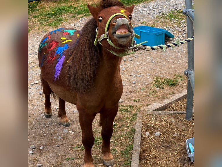 Mini Shetland Pony Hengst 4 Jahre 80 cm Dunkelfuchs in Murrhardt