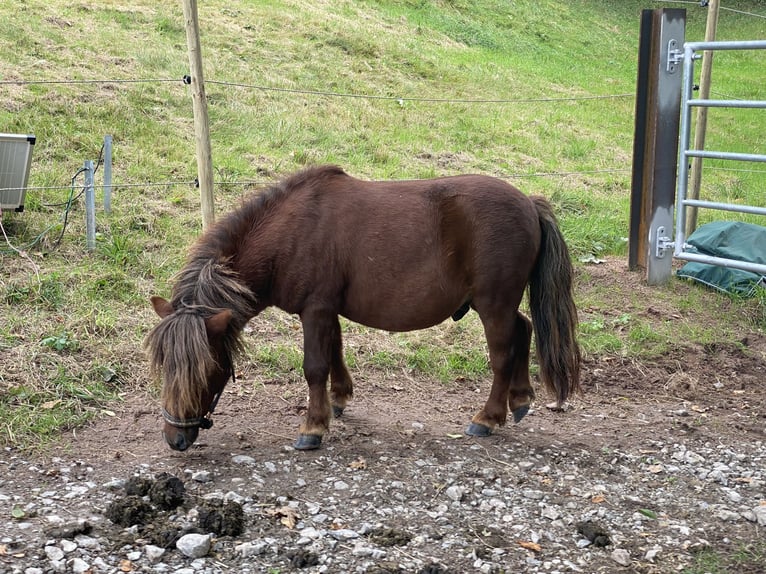 Mini Shetland Pony Hengst 4 Jahre 80 cm Dunkelfuchs in Murrhardt