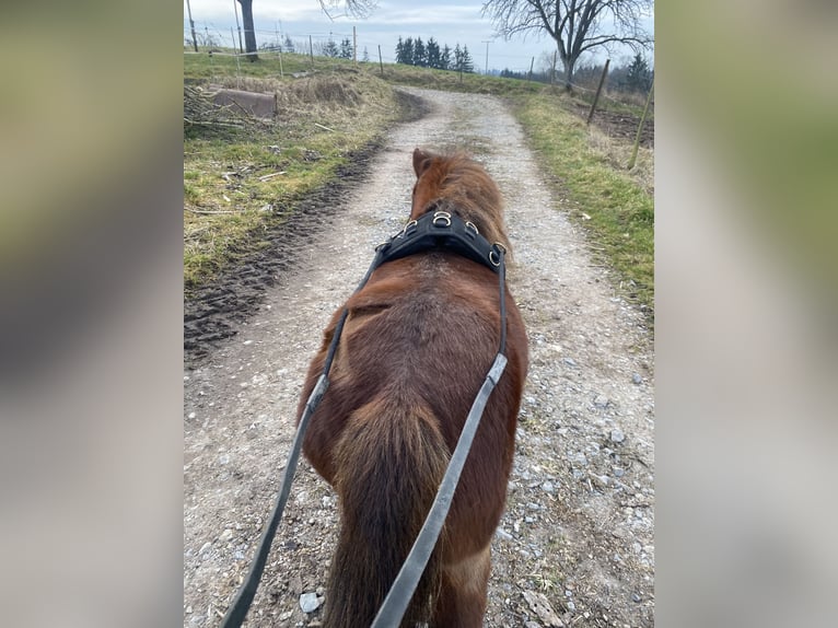 Mini Shetland Pony Hengst 4 Jahre 80 cm Dunkelfuchs in Murrhardt