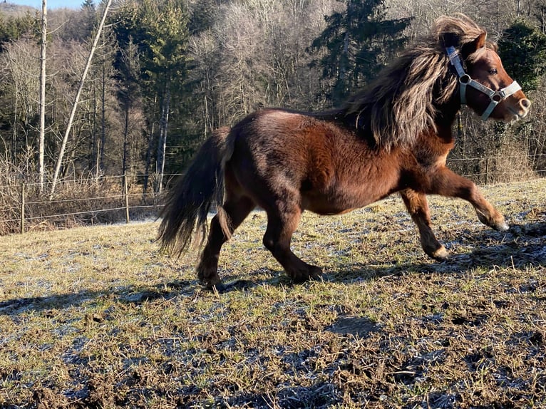 Mini Shetland Pony Hengst 4 Jahre 80 cm Dunkelfuchs in Murrhardt