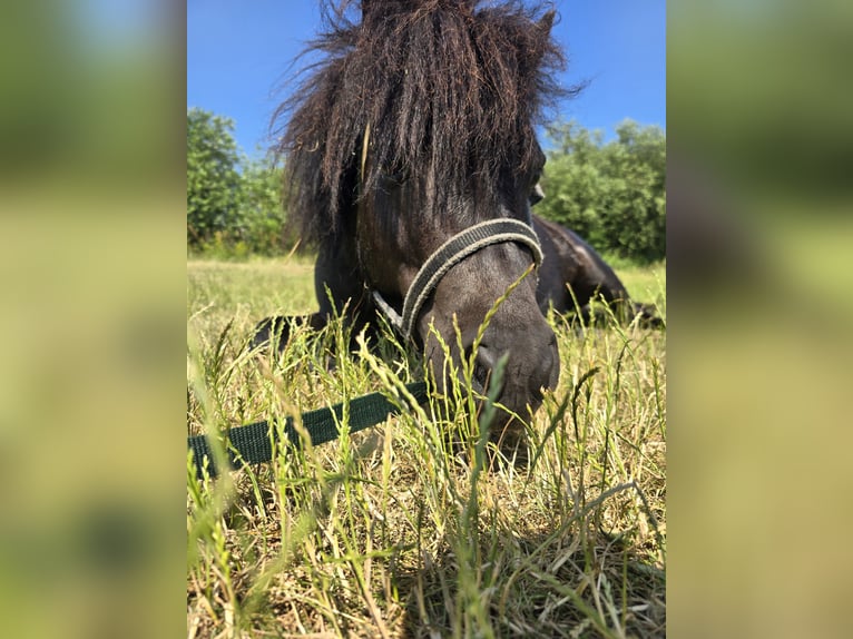 Mini Shetland Pony Hengst 4 Jahre 84 cm Rappe in Kaarßen