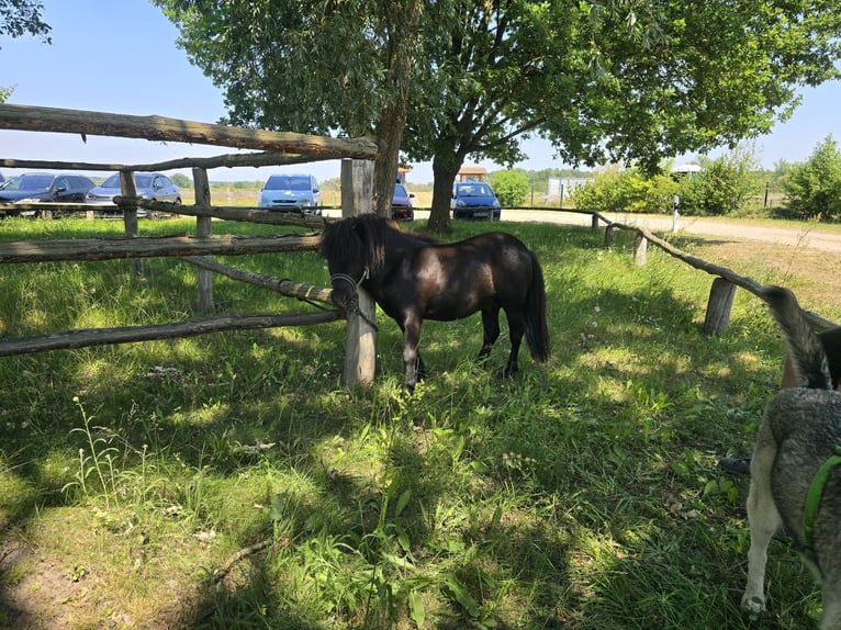 Mini Shetland Pony Hengst 4 Jahre 84 cm Rappe in Kaarßen
