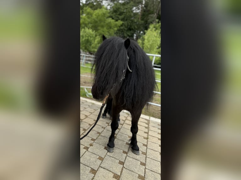 Mini Shetland Pony Hengst 4 Jahre 98 cm Rappe in Dernbach